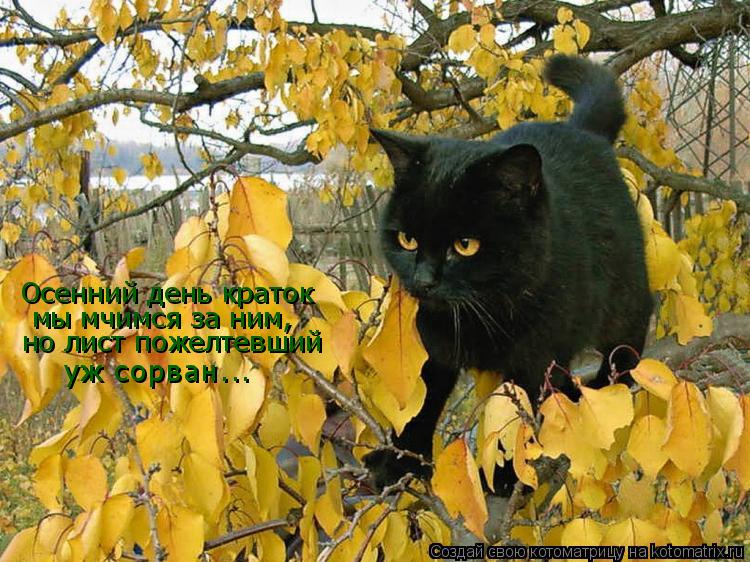 Котоматрица: Осенний день краток мы мчимся за ним, но лист пожелтевший уж сорван...