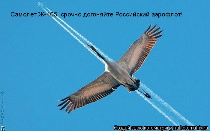 Котоматрица: Самолет Ж-405, срочно догоняйте Российский аэрофлот!