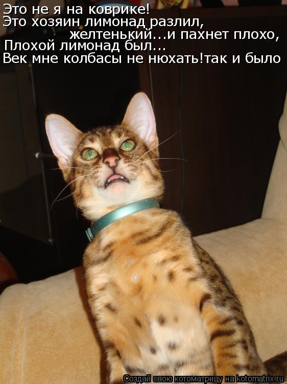 Котоматрица: Это не я на коврике! Это хозяин лимонад разлил, желтенький...и пахнет плохо,  Плохой лимонад был... Век мне колбасы не нюхать!так и было