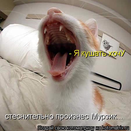 - Я кушать хочУ стеснительно произнес Мурзик...... Котоматрица: - Я кушать хочУ стеснительно произнес Мурзик...