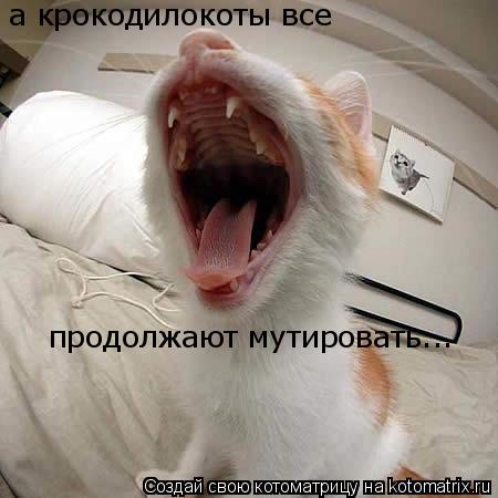 Котоматрица: а крокодилокоты все продолжают мутировать...