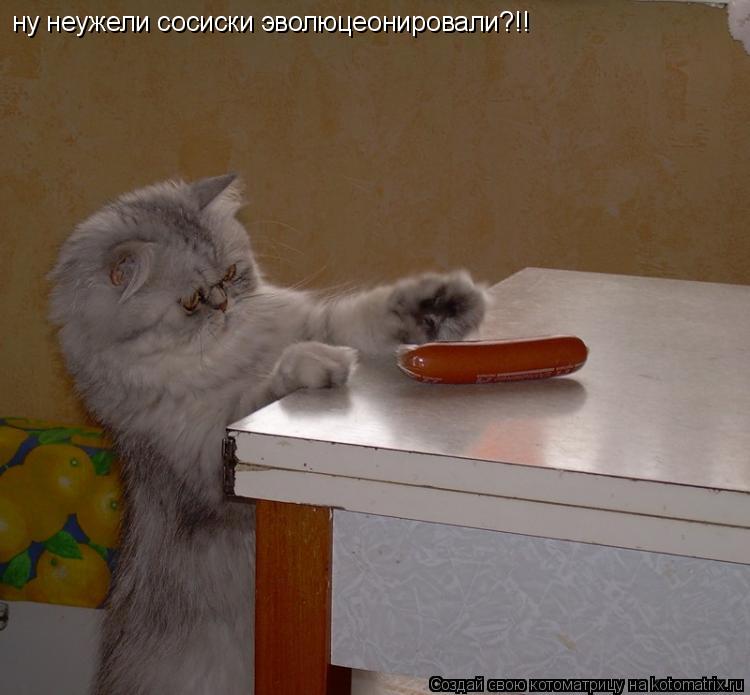 Котоматрица: ну неужели сосиски эволюцеонировали?!!