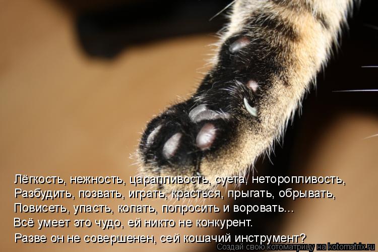 Лёгкость, нежность, царапливость, суета, неторопливость, Разбудить, позвать, играть, красться, прыгат... Котоматрица: Лёгкость, нежность, царапливость, суета, неторопливость, Разбудить, позвать, играть, красться, прыгать, обрывать, Повисеть, упасть, копать, п