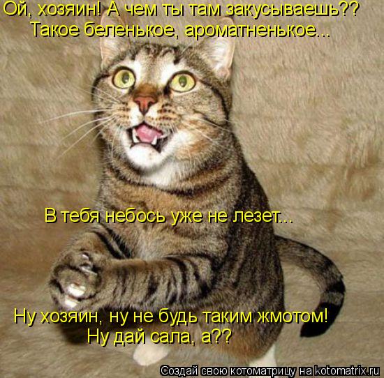 Котоматрица: Ой, хозяин! А чем ты там закусываешь?? Такое беленькое, ароматненькое... В тебя небось уже не лезет... Ну хозяин, ну не будь таким жмотом! Ну дай 