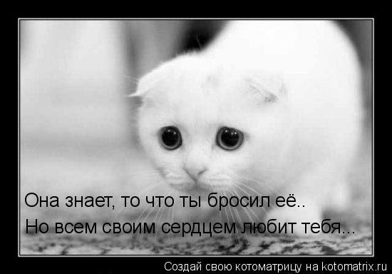 Котоматрица: Она знает, то что ты бросил её.. Но всем своим сердцем любит тебя...