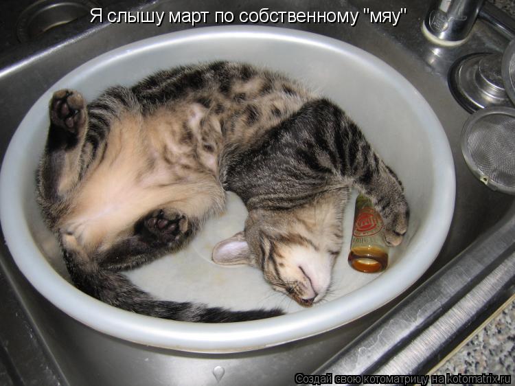 Котоматрица: Я слышу март по собственному "мяу"