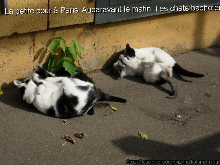 La petite cour à Paris. Auparavant le matin. Les chats bachotent avec application "Kamasutrа"... Котоматрица: La petite cour à Paris. Auparavant le matin. Les chats bachotent avec application "Kamasutrа"