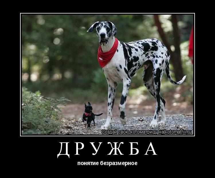 Котоматрица: дружба понятие безразмерное