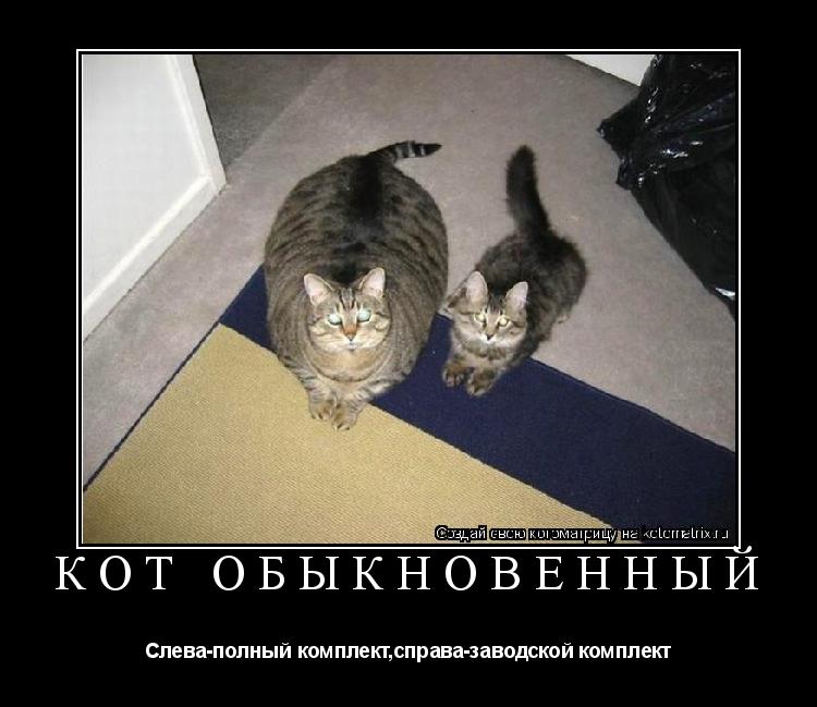 Котоматрица: Кот обыкновенный Слева-полный комплект,справа-заводской комплект