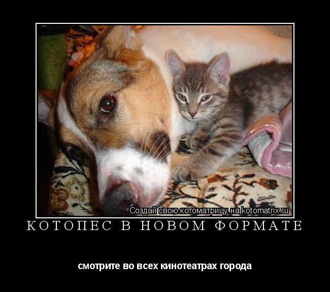 Котоматрица: котопес в новом формате смотрите во всех кинотеатрах города