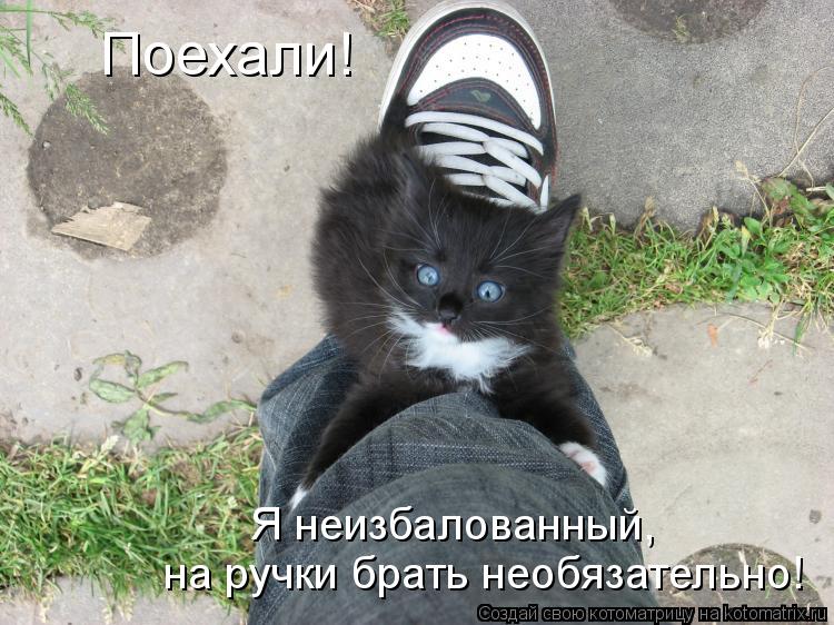 Поехали! Я неизбалованный, на ручки брать необязательно!... Котоматрица: Поехали! Я неизбалованный, на ручки брать необязательно!