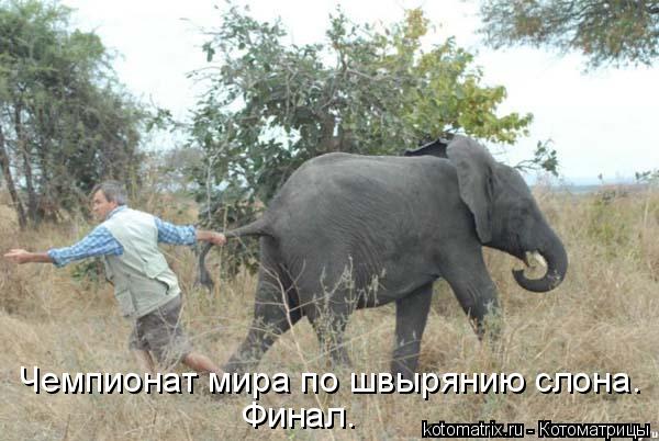 Чемпионат мира по швырянию слона. Финал.... Котоматрица: Чемпионат мира по швырянию слона. Финал.