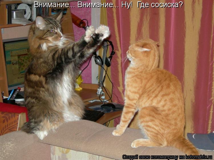 Внимание... Внимание... Ну! Где сосиска?... Котоматрица: Внимание... Внимание... Ну! Где сосиска?