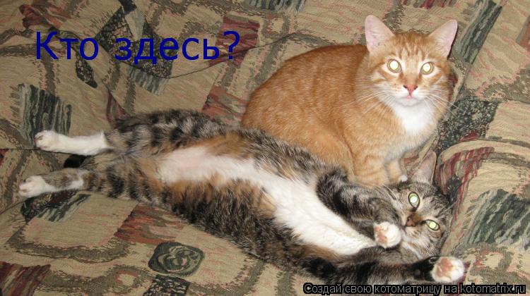 Кто здесь? Кто здесь?... Котоматрица: Кто здесь? Кто здесь?