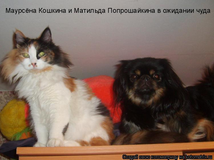 Маурсёна Кошкина и Матильда Попрошайкина в ожидании чуда... Котоматрица: Маурсёна Кошкина и Матильда Попрошайкина в ожидании чуда
