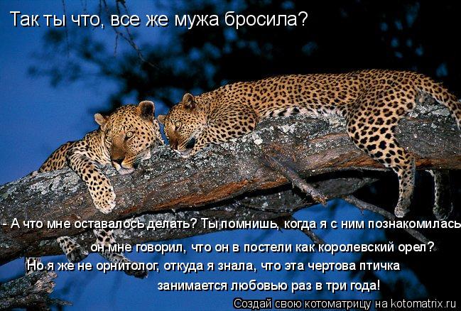 Так ты что, все же мужа бросила? - А что мне оставалось делать? Ты помнишь, когда я с ним познакоми... Котоматрица: Так ты что, все же мужа бросила? - А что мне оставалось делать? Ты помнишь, когда я с ним познакомилась, он мне говорил, что он в постели как ко