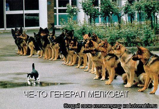 ЧЕ-ТО ГЕНЕРАЛ МЕЛКОВАТ... Котоматрица: ЧЕ-ТО ГЕНЕРАЛ МЕЛКОВАТ