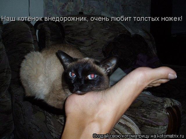 Котоматрица: Наш котёнок внедорожник, очень любит толстых ножек!
