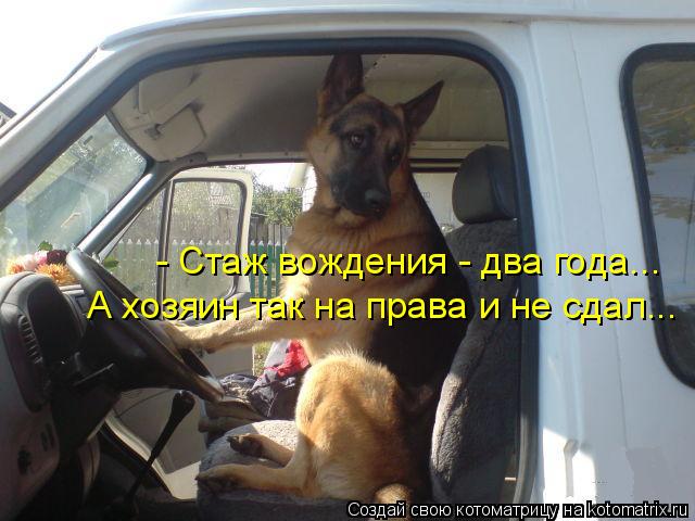 - Стаж вождения - два года... А хозяин так на права и не сдал...... Котоматрица: - Стаж вождения - два года... А хозяин так на права и не сдал...