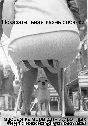 Котоматрица: Показательная казнь собачки. Газовая камера для животных.