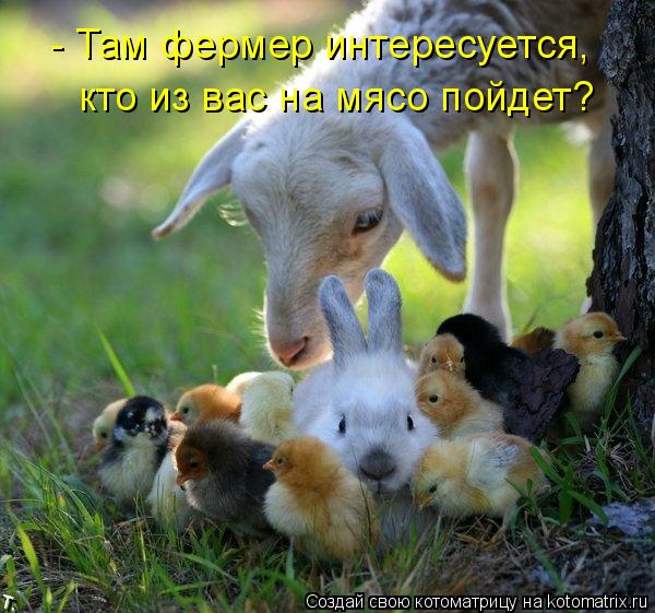 - Там фермер интересуется, кто из вас на мясо пойдет?... Котоматрица: - Там фермер интересуется, кто из вас на мясо пойдет?