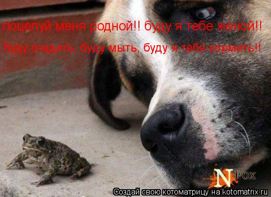 Котоматрица: поцелуй меня родной!! буду я тебе женой!! буду гладить, буду мыть, буду я тебя кормить!!