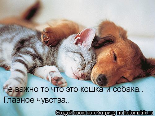 Котоматрица: Не важно то что это кошка и собака.. Главное чувства..