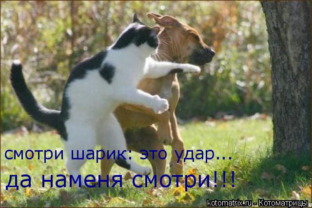 смотри шарик: это удар... да наменя смотри!!!... Котоматрица: смотри шарик: это удар... да наменя смотри!!!