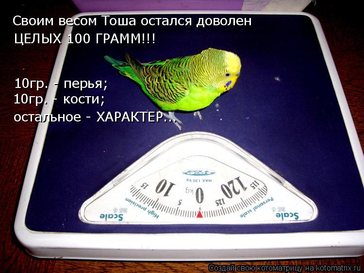Своим весом Тоша остался доволен ЦЕЛЫХ 100 ГРАММ!!! 10гр. - перья; 10гр. - кости; остальное - ХАРАКТ... Котоматрица: Своим весом Тоша остался доволен ЦЕЛЫХ 100 ГРАММ!!! 10гр. - перья; 10гр. - кости; остальное - ХАРАКТЕР...