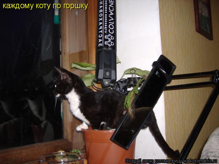 каждому коту по горшку... Котоматрица: каждому коту по горшку