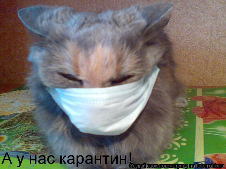 А у нас карантин!... Котоматрица: А у нас карантин!