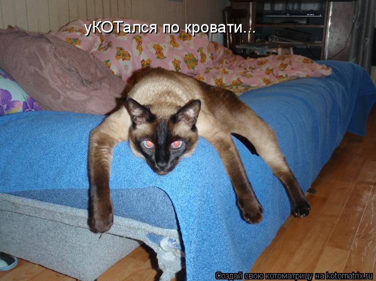 уКОТался по кровати...... Котоматрица: уКОТался по кровати...