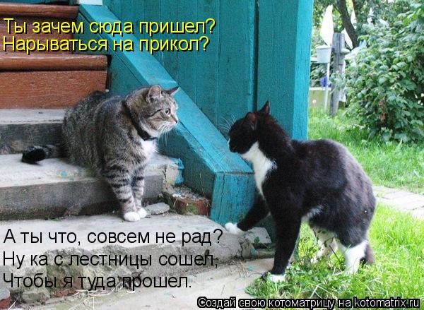 Котоматрица: Ты зачем сюда пришел? Нарываться на прикол? А ты что, совсем не рад? Ну ка с лестницы сошел, Чтобы я туда прошел.