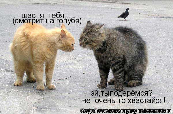 Котоматрица: эй,тыподерёмся? щас  я  тебя,.. (смотрит на голубя) не  очень-то хвастайся!