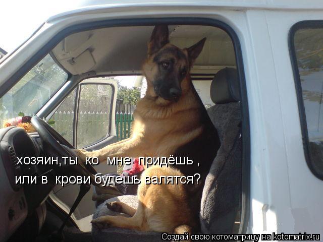 Котоматрица: хозяин,ты  ко  мне  придёшь , или  в  крови будешь валяться? хозяин,ты  ко  мне  придёшь , или в  крови будешь валятся?