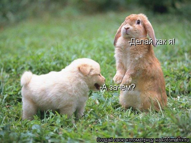 -Делай как я! -А зачем?... Котоматрица: -Делай как я! -А зачем?
