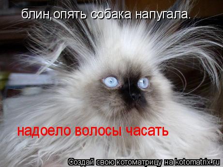 блин,опять собака напугала. надоело волосы часать надоело волосы часать... Котоматрица: блин,опять собака напугала. надоело волосы часать надоело волосы часать
