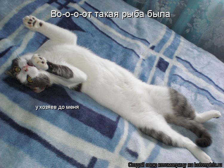 Во-о-о-от такая рыба была у хозяев до меня... Котоматрица: Во-о-о-от такая рыба была у хозяев до меня