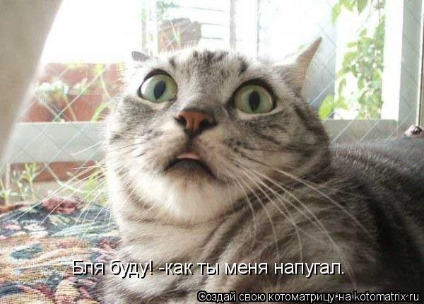 Котоматрица: Бля буду! -как ты меня напугал.