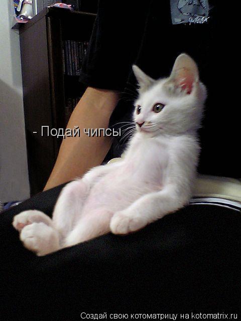 - Подай чипсы... Котоматрица: - Подай чипсы