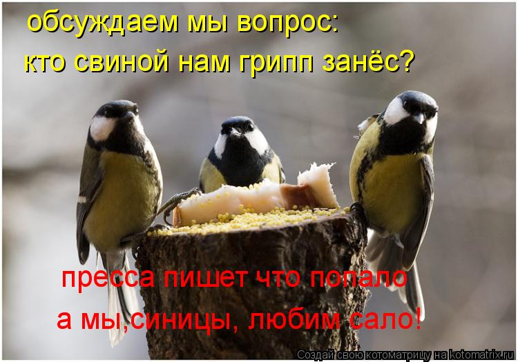 Котоматрица: обсуждаем мы вопрос: пресса пишет что попало а мы,синицы, любим сало! кто свиной нам грипп занёс?