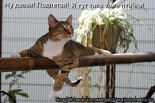 Ну давай! Подлетай! Я тут типа тоже птичка!... Котоматрица: Ну давай! Подлетай! Я тут типа тоже птичка!