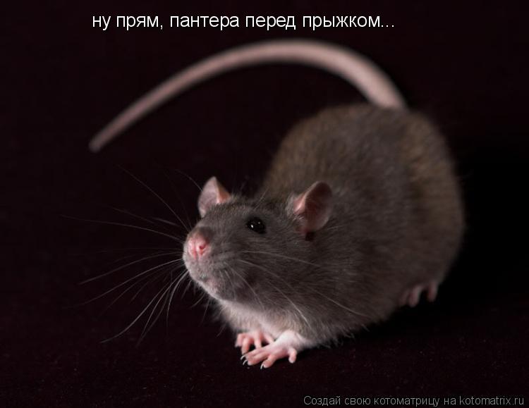 ну прям, пантера перед прыжком...... Котоматрица: ну прям, пантера перед прыжком...