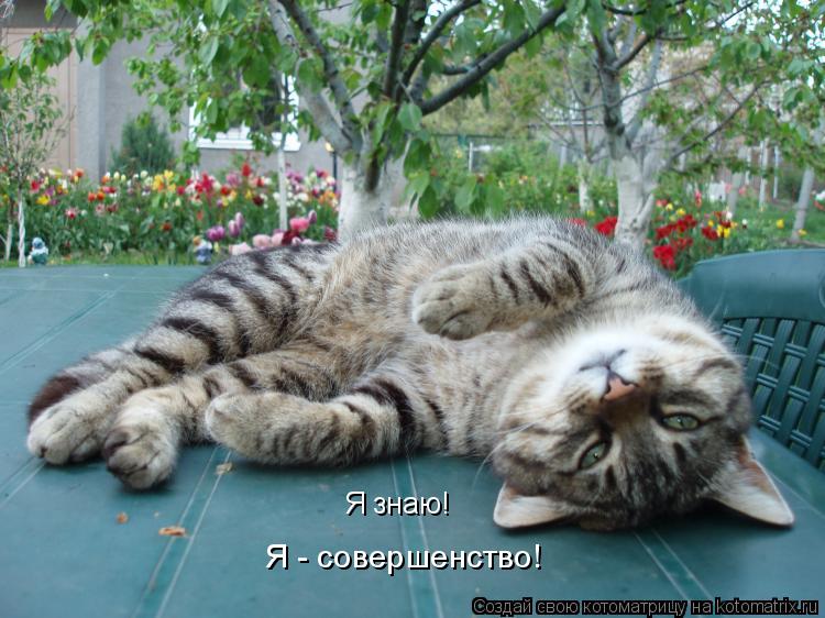 Котоматрица: Я знаю! Я - совершенство!