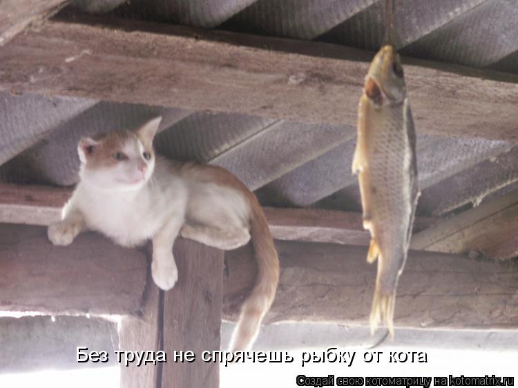 Без труда не спрячешь рыбку от кота... Котоматрица: Без труда не спрячешь рыбку от кота