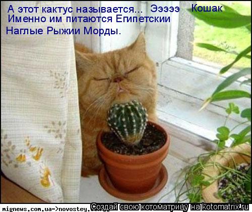 Котоматрица: А этот кактус называется...  Эээээ Кошак Именно им питаются Египетскии  Наглые Рыжии Морды.