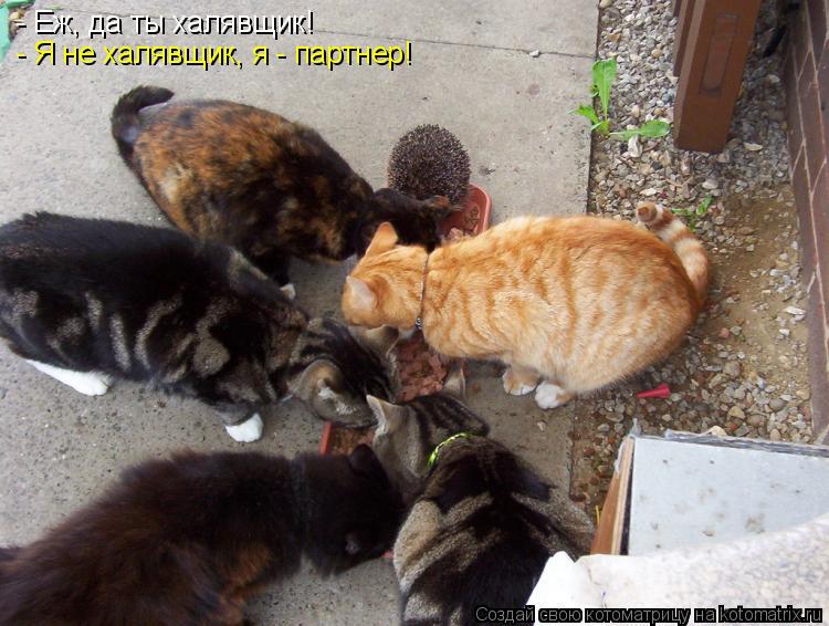 Котоматрица: - Я не халявщик, я - партнер! - Еж, да ты халявщик!