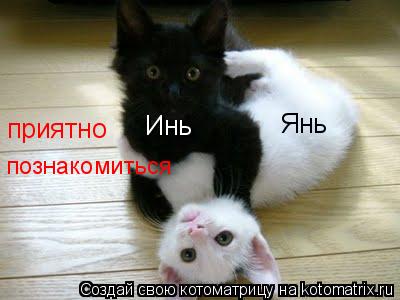 Котоматрица: Инь Янь приятно  познакомиться