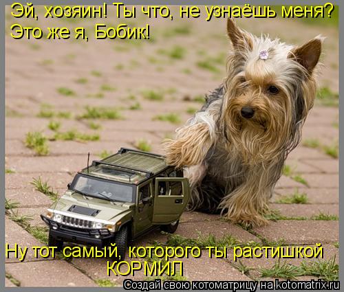 Эй, хозяин! Ты что, не узнаёшь меня? Это же я, Бобик! Ну тот самый, которого ты растишкой КОРМИЛ... Котоматрица: Эй, хозяин! Ты что, не узнаёшь меня? Это же я, Бобик! Ну тот самый, которого ты растишкой КОРМИЛ