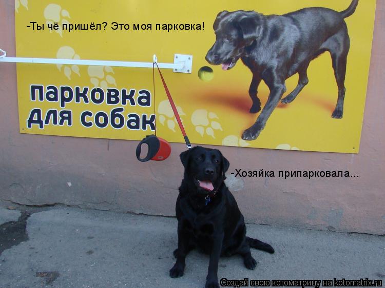 -Ты чё пришёл? Это моя парковка! -Хозяйка припарковала...... Котоматрица: -Ты чё пришёл? Это моя парковка! -Хозяйка припарковала...